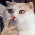 tumblr_n4hqh8YdQS1spaqpio2_250.gif