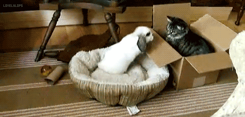tumblr_mp4a76jyKG1sxfxb0o3_500.gif