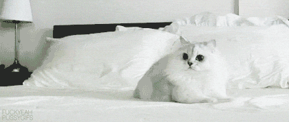 giphy.gif