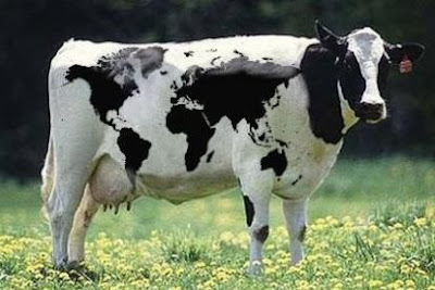 world_cow.jpg