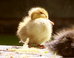 tumblr_mulm77VI6E1segmh7o1_400.gif