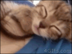 tumblr_mivgrmmAcO1s2fuyro1_250.gif