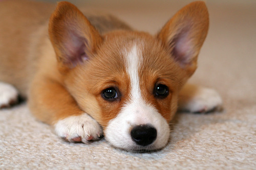 sad-corgi2.jpg