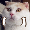 tumblr_n4hqh8YdQS1spaqpio3_250.gif