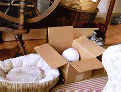 tumblr_mp4a76jyKG1sxfxb0o2_250.gif