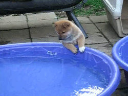tumblr_m45bm3icMI1qbw75zo2_250.gif