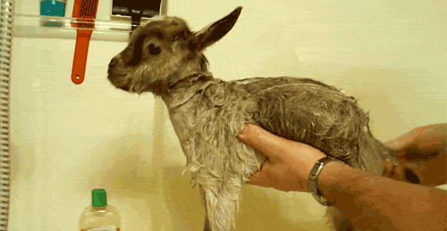 tumblr_mjd337wkwJ1qancemo1_500.gif