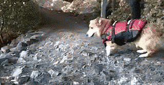 corgigif.gif