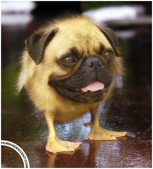 Ugly_Pugling_by_HumanDescent.jpg