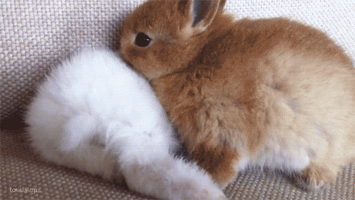 tumblr_m3h8ykMPDo1ruikyvo1_500.gif