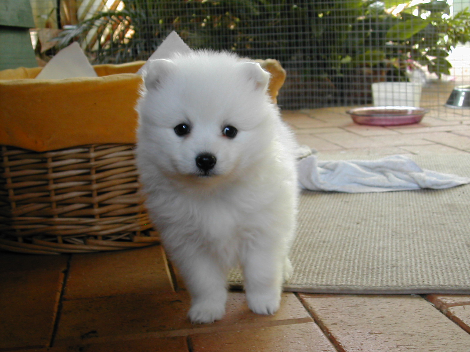 japanese-spitz-puppy-photo.jpg