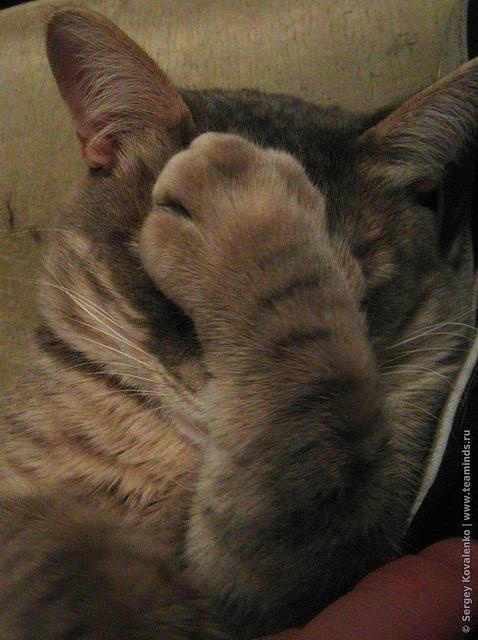 bdb21f9e7aaa2b3fb7cd25ad8704c224--cat-paws-kitty-cats.jpg