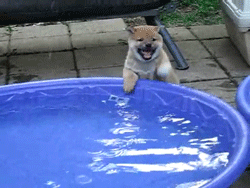 tumblr_m45bm3icMI1qbw75zo3_250.gif
