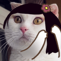 tumblr_n4hqh8YdQS1spaqpio8_250.gif