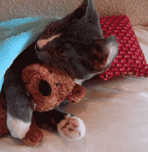 kittycuddle.gif