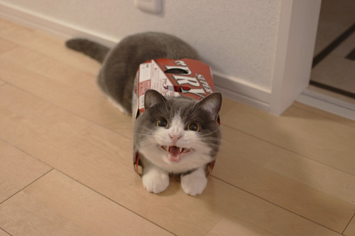 wat%2Bcat.jpeg