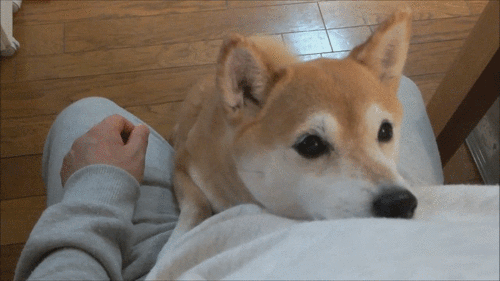 tumblr_inline_mwyj2dzY7M1snyrrf.gif