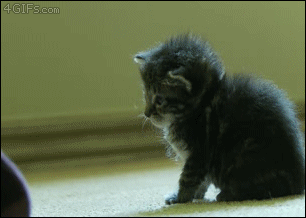 tumblr_n08gq2Ac1N1qzefipo1_400.gif