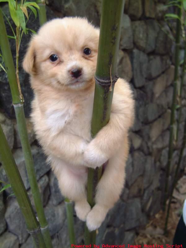 Cute-Dogs.jpg