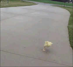 tumblr_mypd4qBhM51qdlh1io1_250.gif
