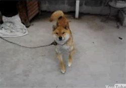 tumblr_inline_mwyit36Q8T1snyrrf.gif