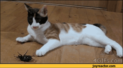 gif-cat-bug-reaction-840690.gif