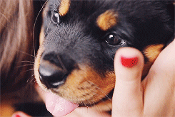 tumblr_mtuw17GLZd1sjqn7wo1_250.gif