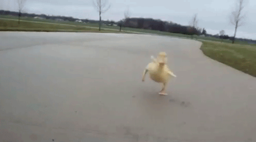 tumblr_mx759bBDpQ1qi4ucgo1_500.gif