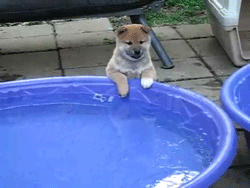 tumblr_m45bm3icMI1qbw75zo1_250.gif