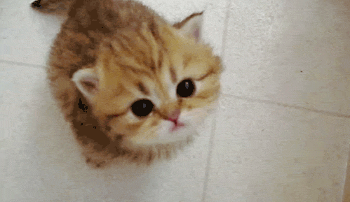 tumblr_nmysxjzXKb1snyhk8o2_500.gif