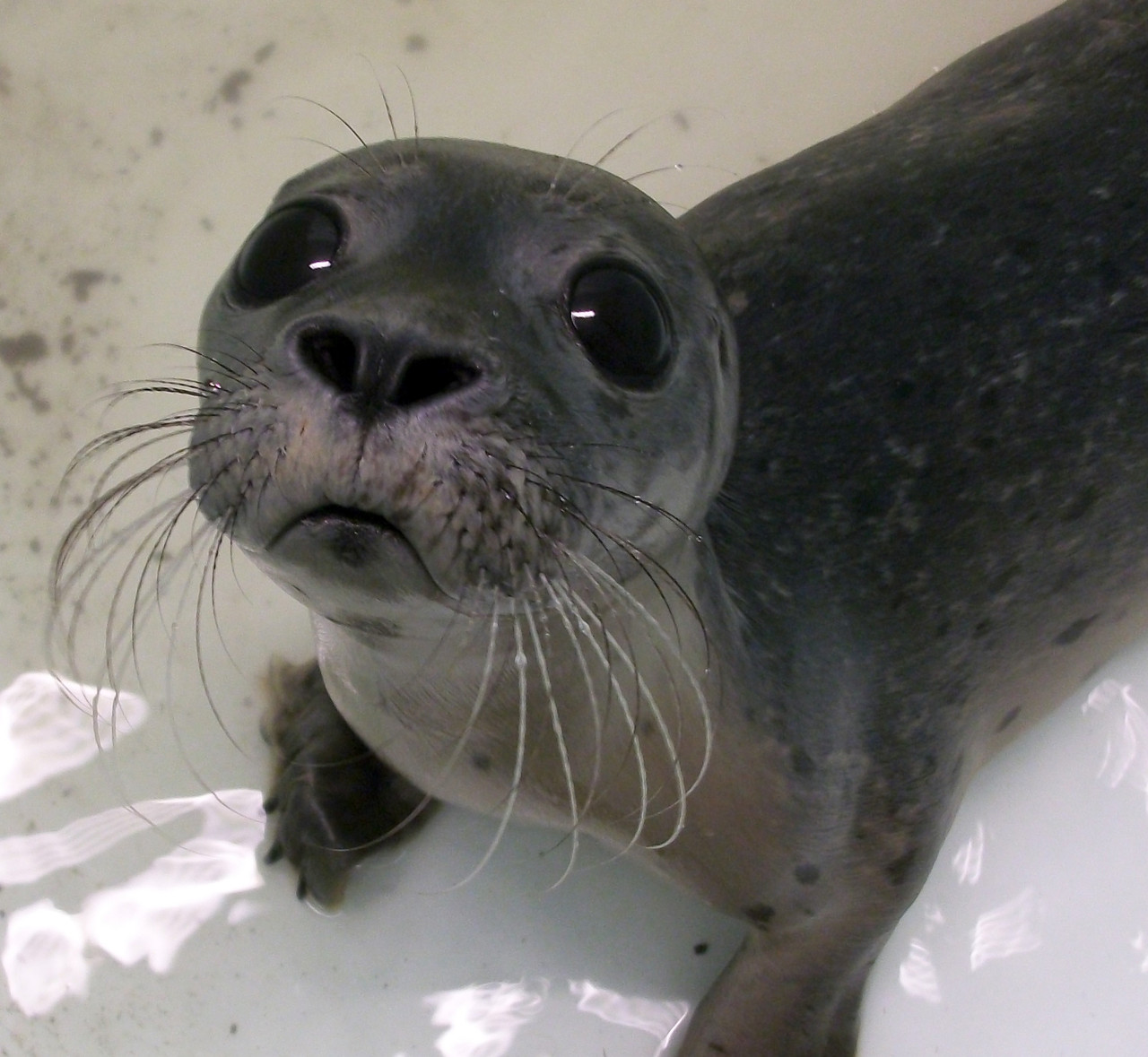 Baby-Seal-animals-35311006-1280-1179.jpg