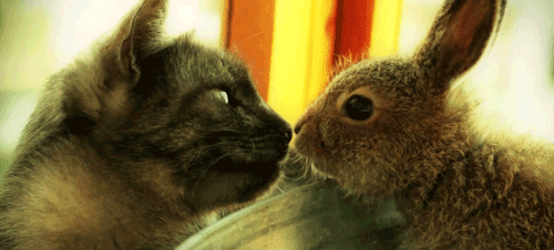 tumblr_mthiqjzv9a1s199fdo1_500.gif
