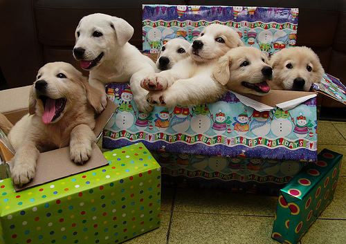 cute-dog-dogs-gifs-labrador-Favim.com-278818.jpg