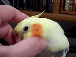 tumblr_mavpt2bCr91qfbgh4o2_250.gif