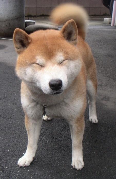 tumblr_inline_mwyj3dlUdw1snyrrf.jpg