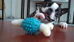 tumblr_mheu8nb8Ir1r3gb3zo1_250.gif
