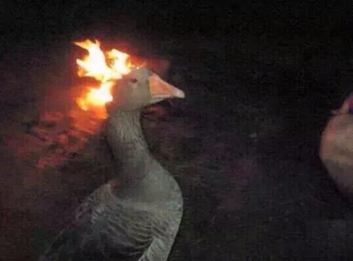 tumblr_ny75dredXm1tqkfeko1_500.jpg