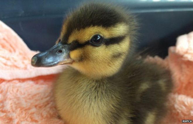 _82179683_duck.jpg