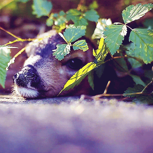 tumblr_msnxa0TZTW1sg1vxwo3_500.gif
