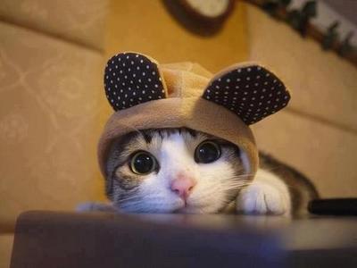 adorable-baby-cat-cute-Favim.com-675430.jpg