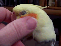 tumblr_mavpt2bCr91qfbgh4o4_250.gif