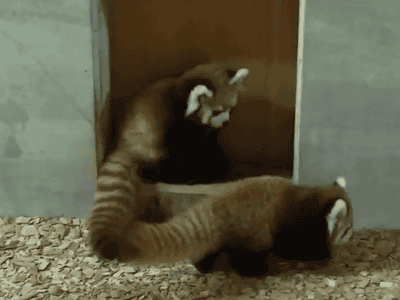 tumblr_mtncvvw9Hh1s2ke81o1_400.gif