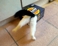 tumblr_n11j29GSPC1toxnu4o1_250.gif