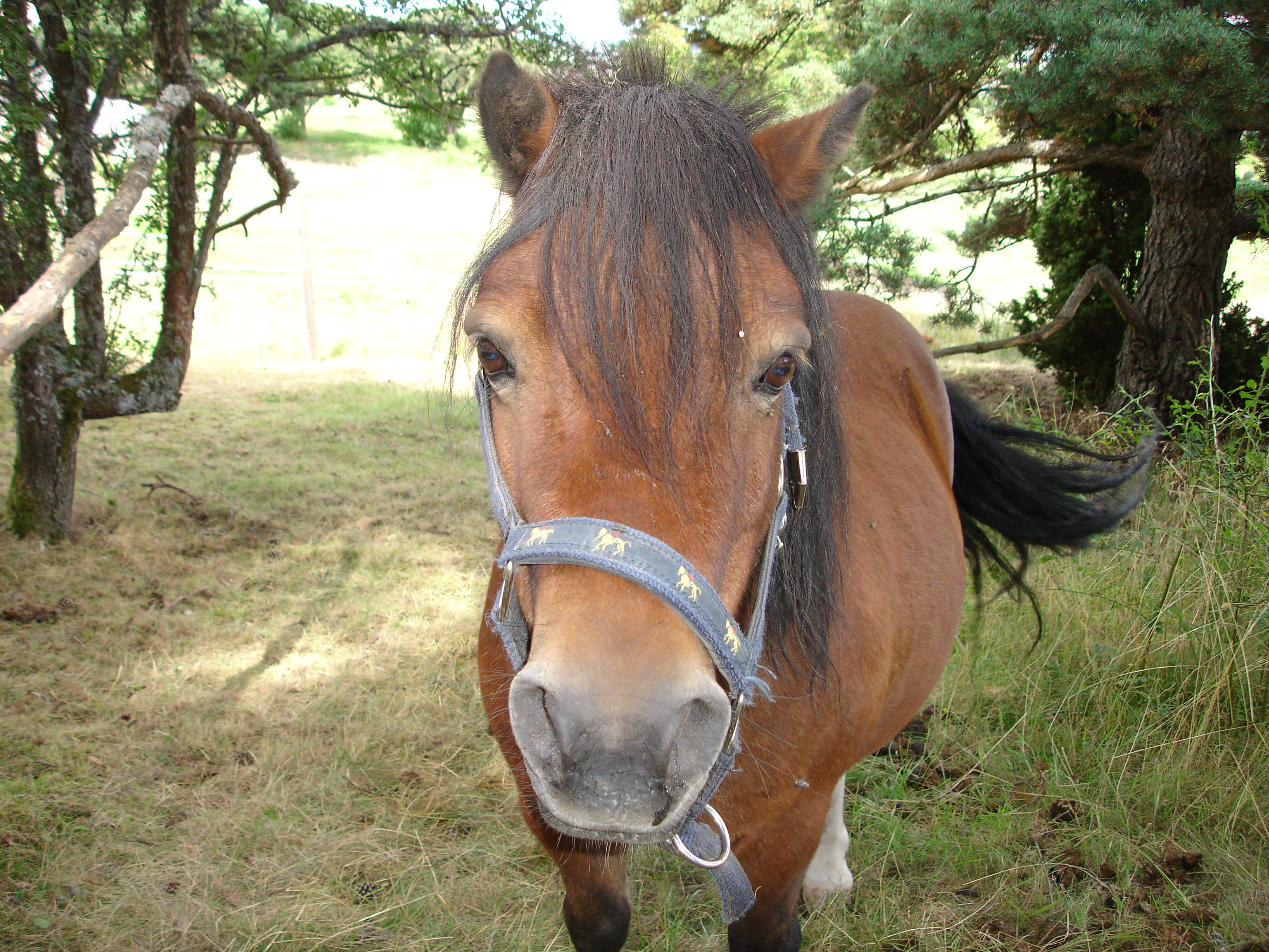Shetland_pony_-_front.JPG