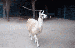 tumblr_lxc6kdhfgN1ql2bsto1_250.gif