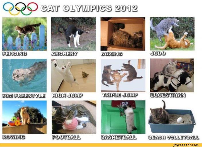 cats-olympics-303042.jpeg