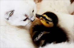 tumblr_nkhob91Rnc1sodo64o1_250.gif