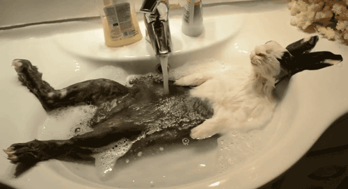 tumblr_mynafekepX1r2f3tdo1_500.gif