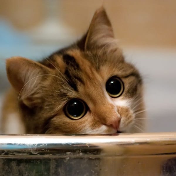 40-Beautiful-and-Cute-Kitten-Pictures-28.jpg