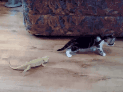 tumblr_mmokk0bVKS1qbyxr0o1_400.gif